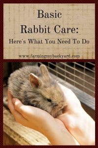 Basic Rabbit Care Here is What You Need To Do