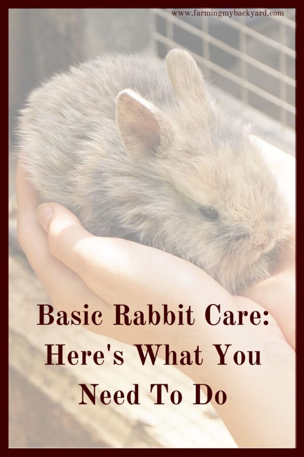 Basic rabbit care is pretty simple, and doesn't always take a lot of time. Here's what you need to do to raise your own meat rabbits.