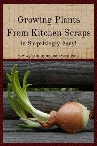 Growing Plants from Kitchen Scraps Is Surprisingly Easy
