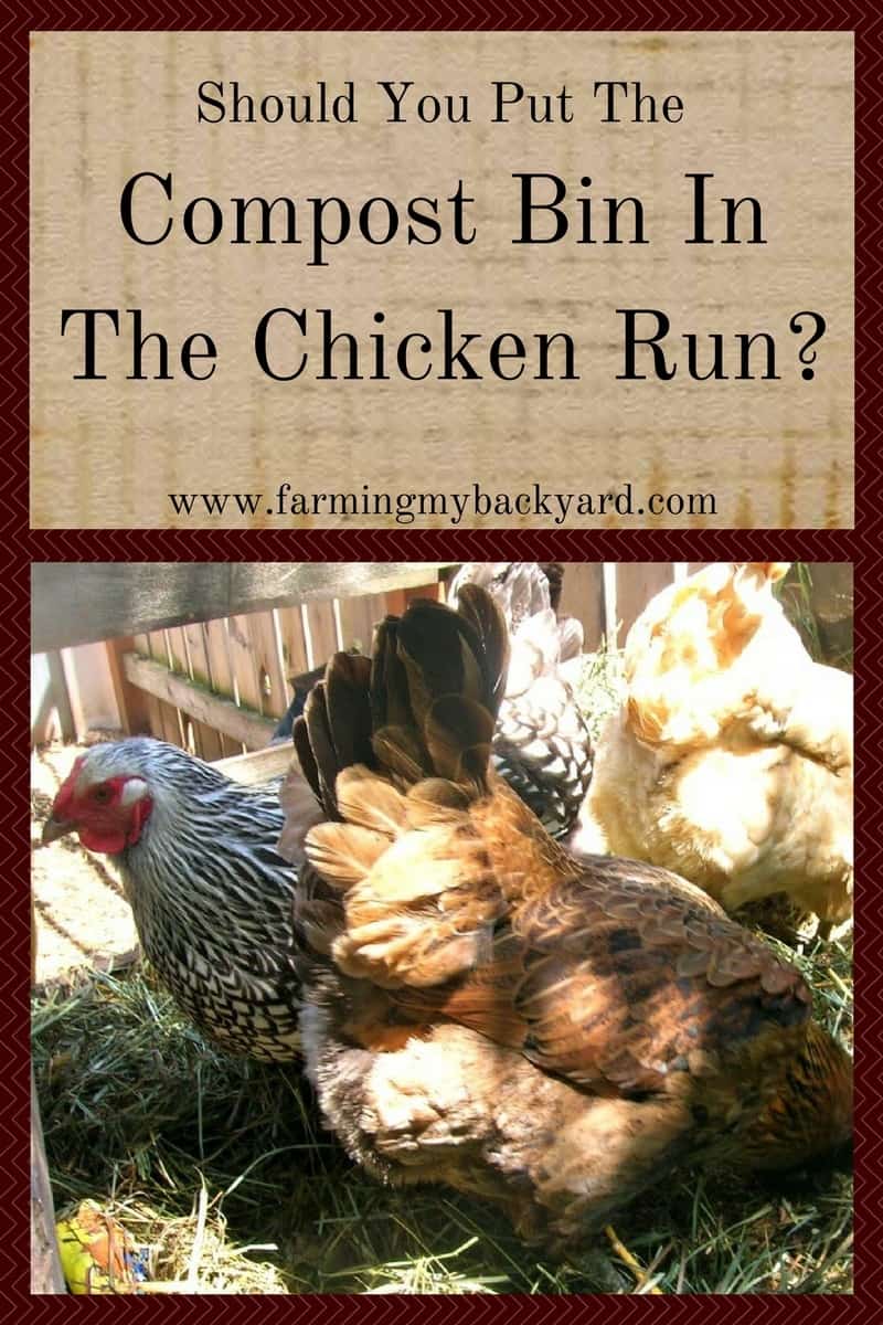 Should You Put Your Compost Bin in the Chicken Run