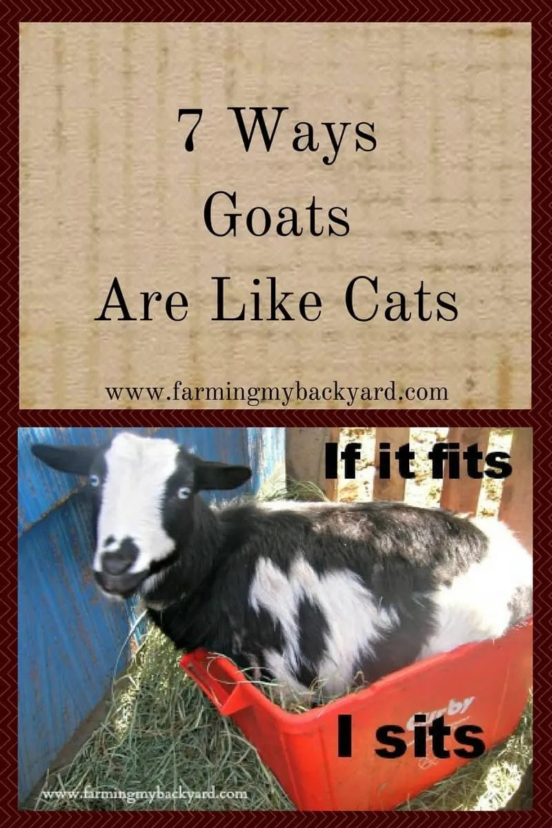 Are goats the new cat? They are if you are the crazy goat lady of the neighborhood! Here are some ways goats are like cats.