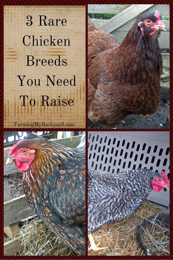 3 Rare Chicken Breeds You Need To Raise (1)