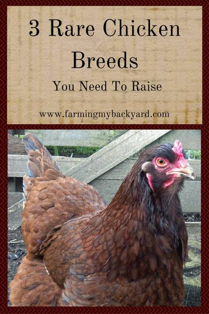 3 Rare Chicken Breeds You Need To Raise (1)