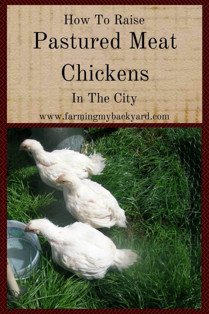 How To Raise Pastured Meat Chickens In The City