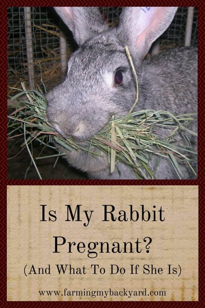 Is My Rabbit Pregnant? (And What To Do If She Is)