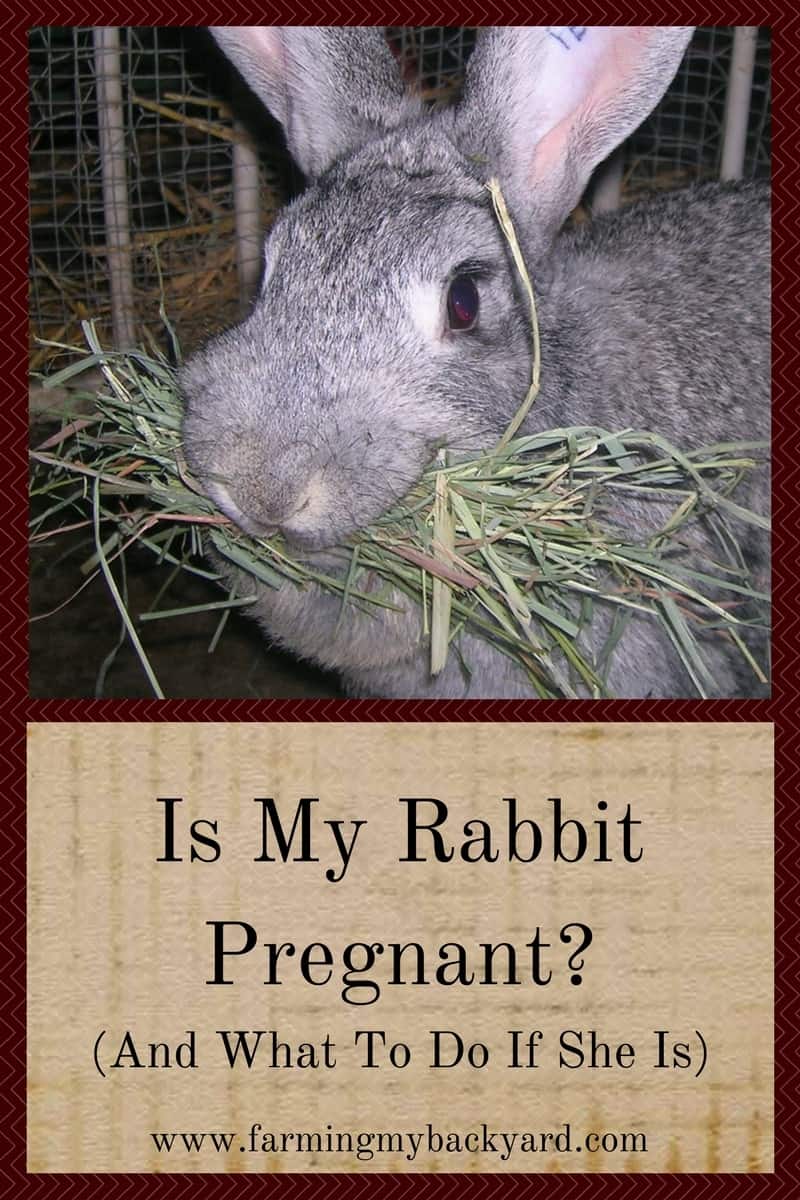 Is My Rabbit Pregnant And What To Do If She Is -4635