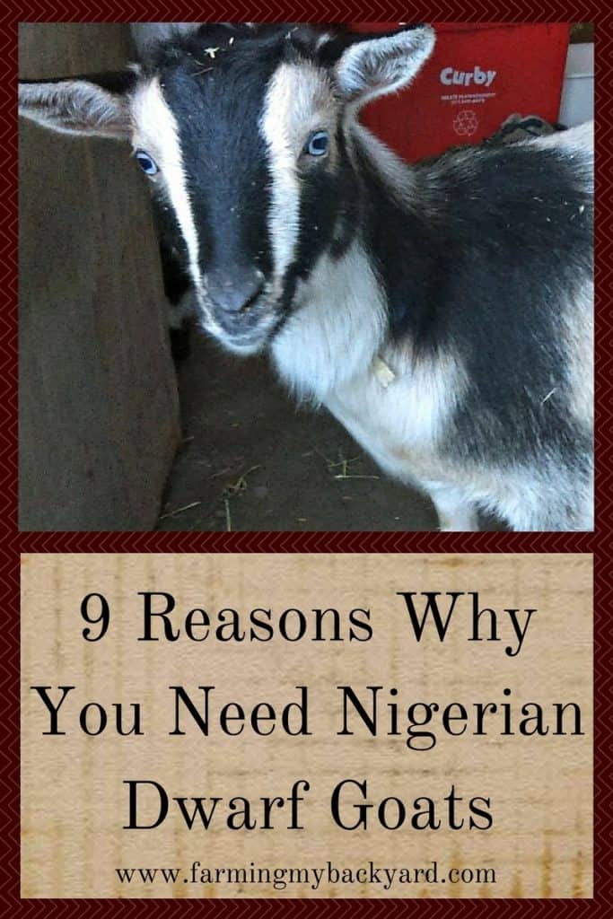 9 Reasons Why You Need Nigerian Dwarf Goats