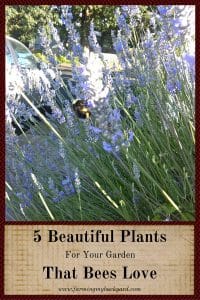 5 Beautiful Plants For Your Garden That Bees Love by Farming My Backyard