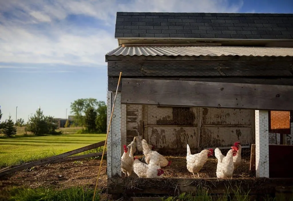 Chicken Coop Design Ideas To Inspire You at Farming My Backyard