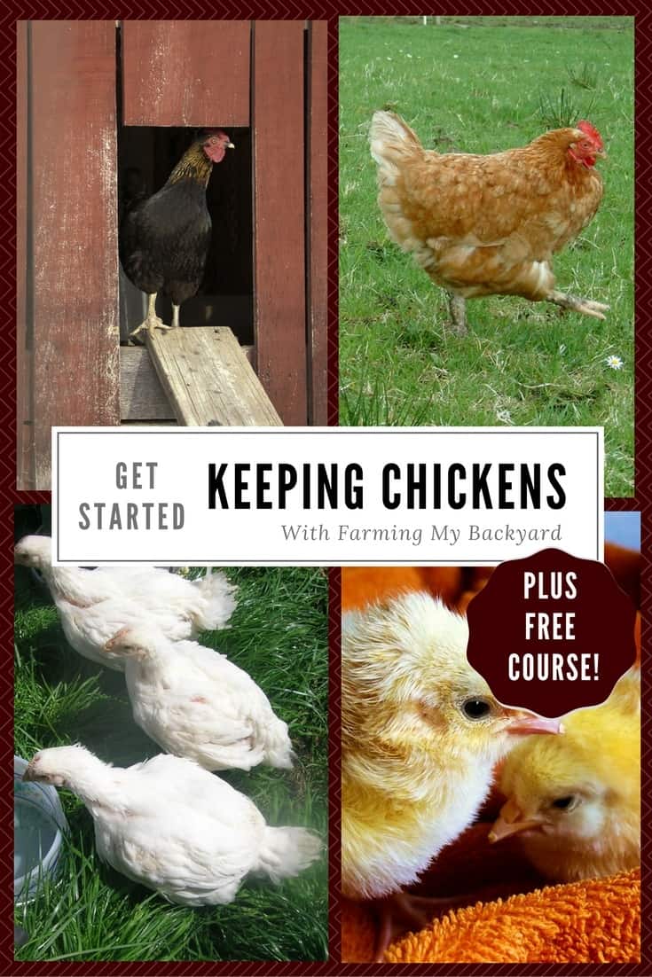 Get Started Raising Chickens - Farming My Backyard