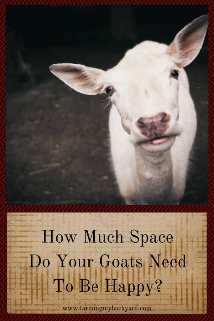 How Much Space Do Your Goats Need To Be Happy-