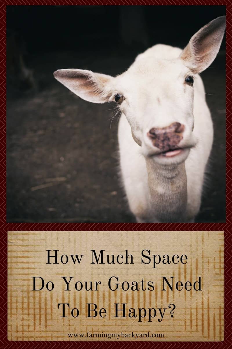 How Much Space Do Your Goats Need To Be Happy? - Farming ...