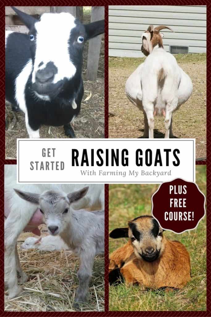 Raising Urban Dairy Goats - Farming My Backyard