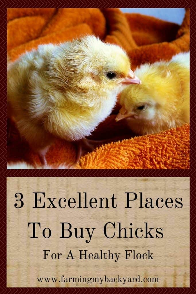 3 Excellent Places To Buy Chicks For A Healthy Flock