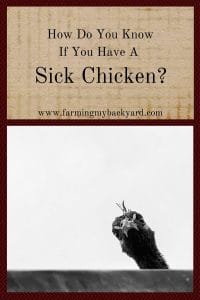 How Do You Know If You Have A Sick Chicken?