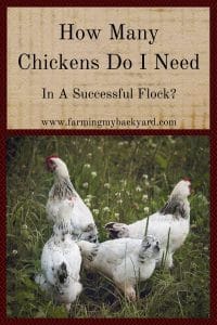 How Many Chickens Do I Need In A Successful Flock?
