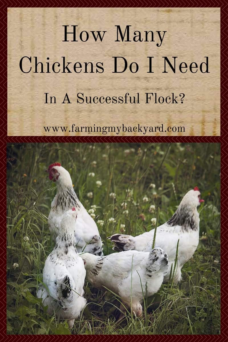 How Many Chickens Do I Need In A Successful Flock ...