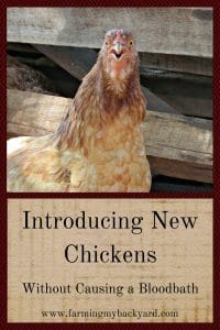 Introducing New Chickens Without Causing a Bloodbath