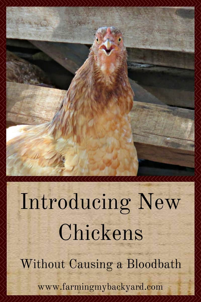 Introducing New Chickens Without Causing a Bloodbath ...