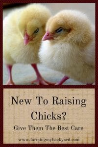 New To Raising Chicks? Give Them The Best Care.