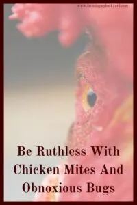Chicken mites, lice, and other obnoxious bugs can harm your flock. Here's how to ruthlessly get rid of and discourage them.