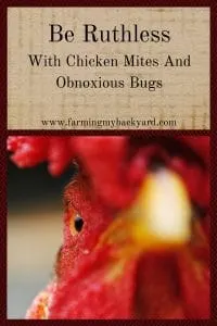 Be Ruthless With Chicken Mites And Obnoxious Bugs