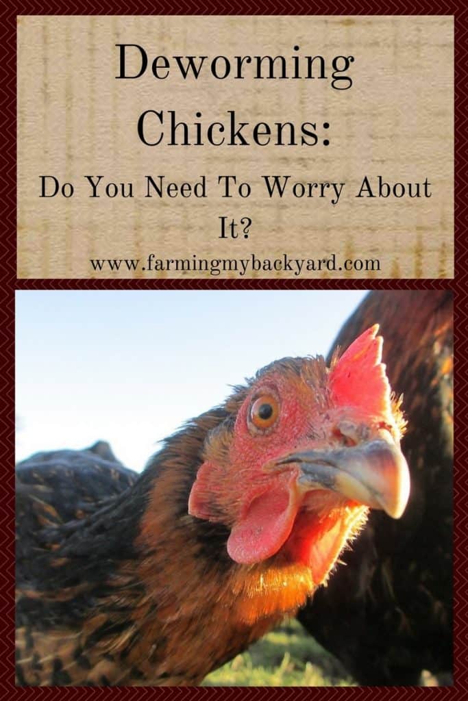 Deworming Chickens- Do You Need To Worry About It