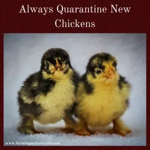 Always Quarantine New Chickens