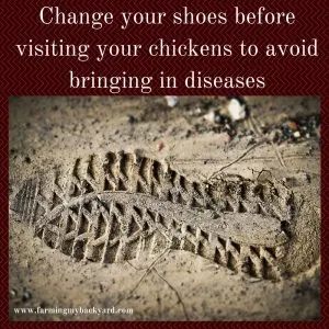 Change your shoes before visiting your chickens to avoid bringing in diseases