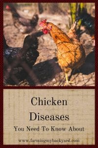 Chicken Diseases You Need To Know About