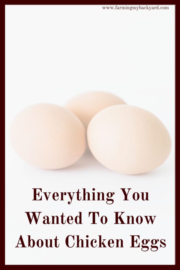 Ever found a funny looking egg from your backyard hens? Maybe they aren't laying as much? Here are your questions about chicken eggs answered!