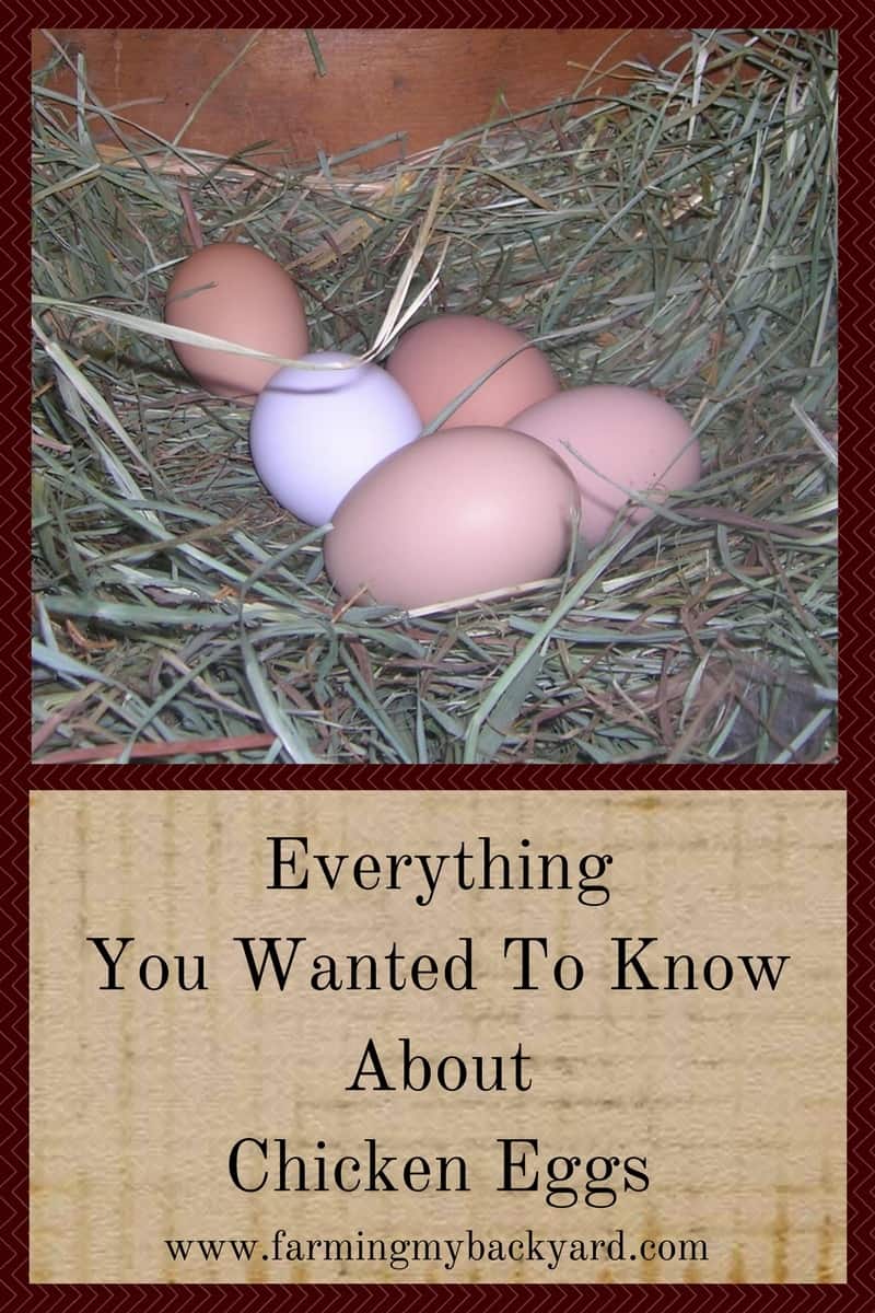 Everything You Wanted To Know About Chicken Eggs