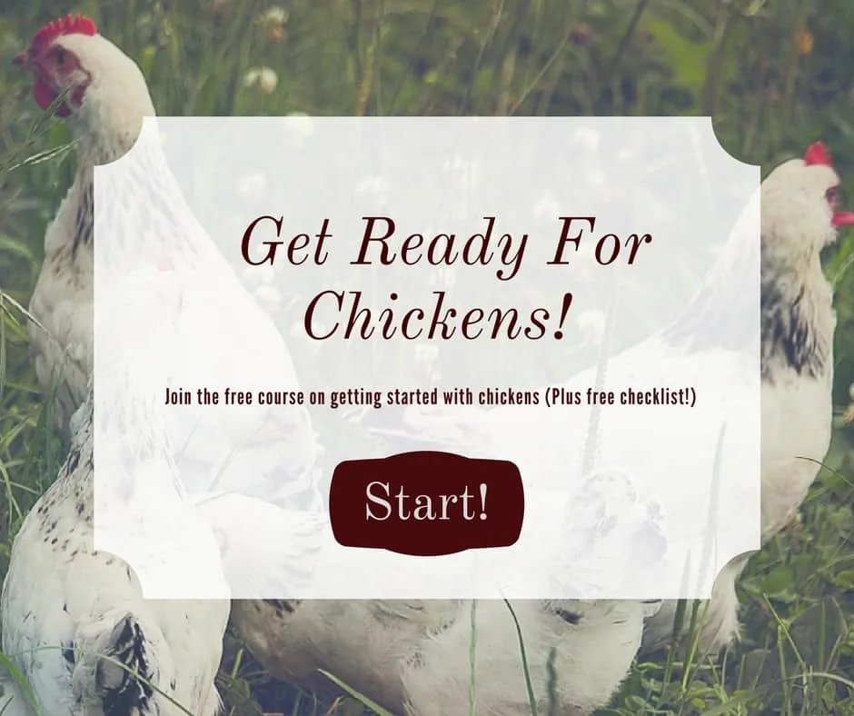 Get started keeping chickens with a free course and printable checklist! (2)