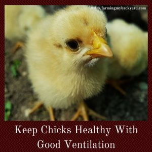 Keep chicks healthy with good ventilation