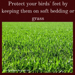 Protect your birds' feet by keeping them on soft bedding or grass