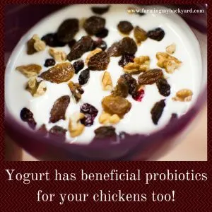 Yogurt has beneficial probiotics for your chickens too!