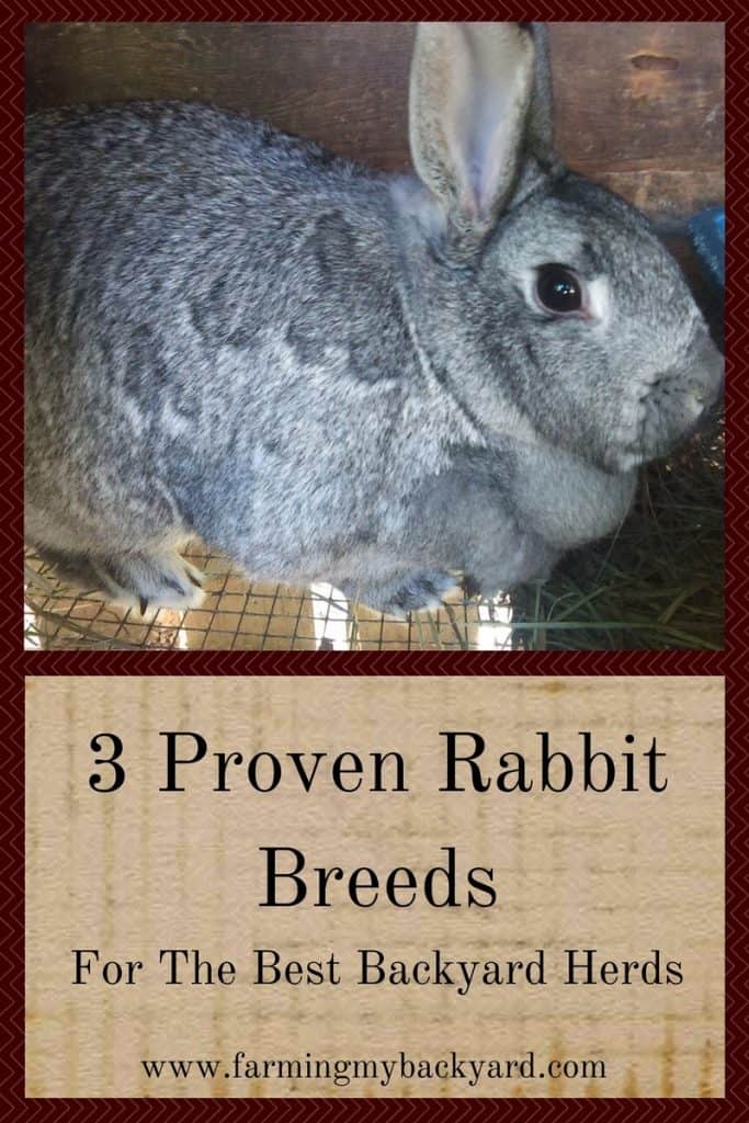 3 Proven Rabbit Breeds for the Best Backyard Herds