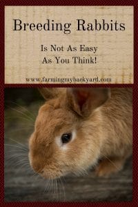 Breeding Rabbits Is Not As Easy As You Think!
