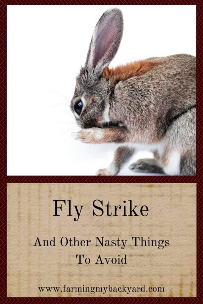 Fly Strike And Other Nasty Things To Avoid