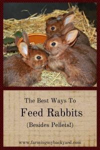 The Best Ways To Feed Rabbit (Besides Pellets!)