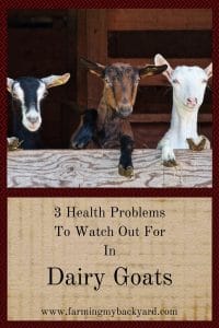 3 Health Problems To Watch Out For In Dairy Goats