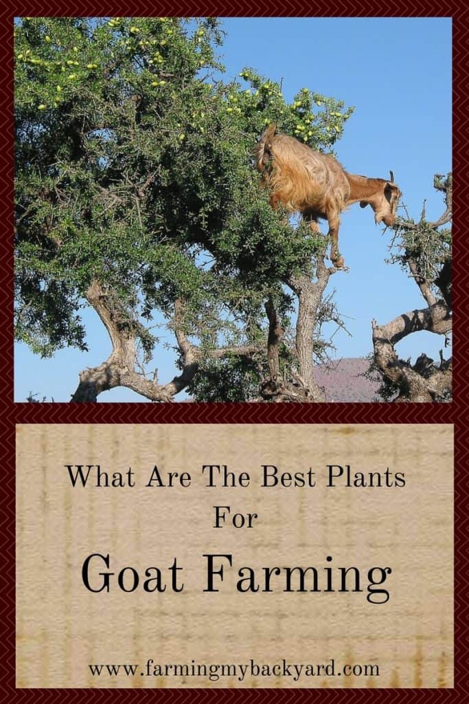 What Are The Best Plants For Goat Farming-