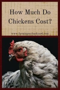 How Much Do Chickens Cost?