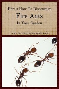 Here's How To Discourage Fire Ants In Your Garden