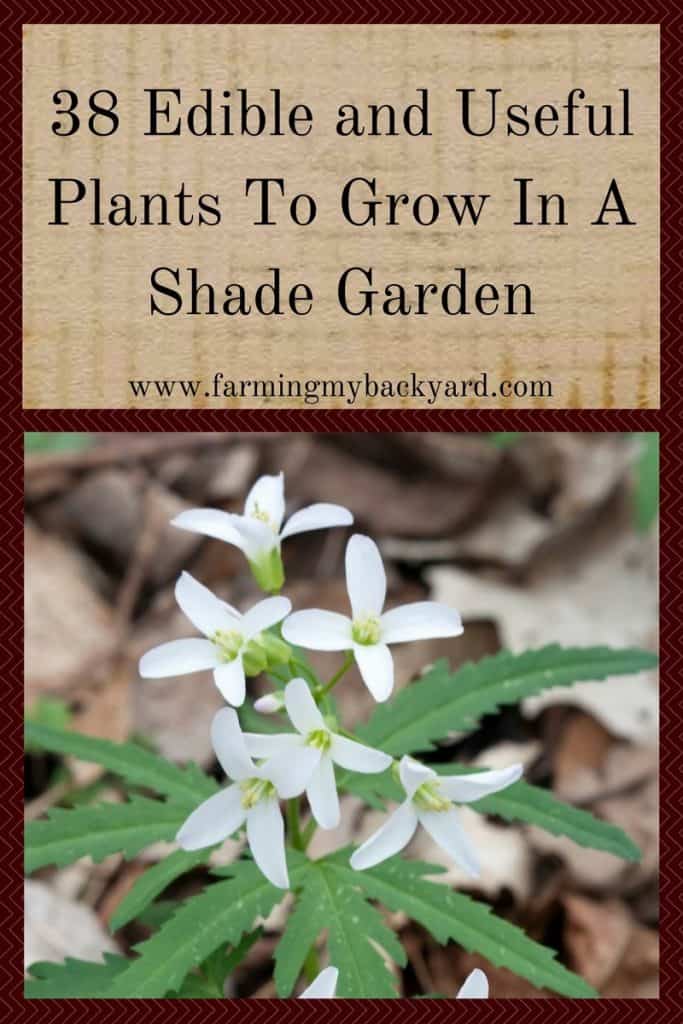 38 Edible and Useful Plants To Grow In A Shade Garden