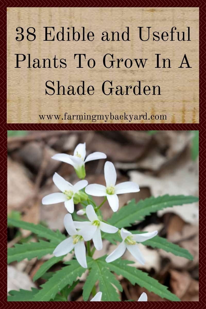 38 Edible and Useful Plants To Grow In A Shade Garden Farming My Backyard