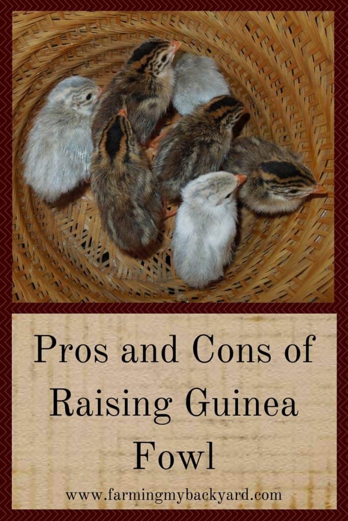 Pros and Cons of Raising Guinea Fowl