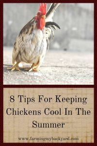 8 Tips For Keeping Chickens Cool In The Summer
