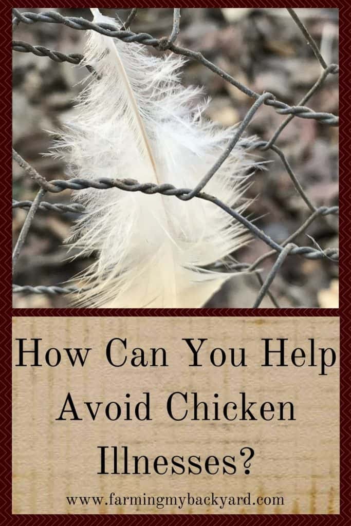 How Can You Help Avoid Chicken Illnesses?