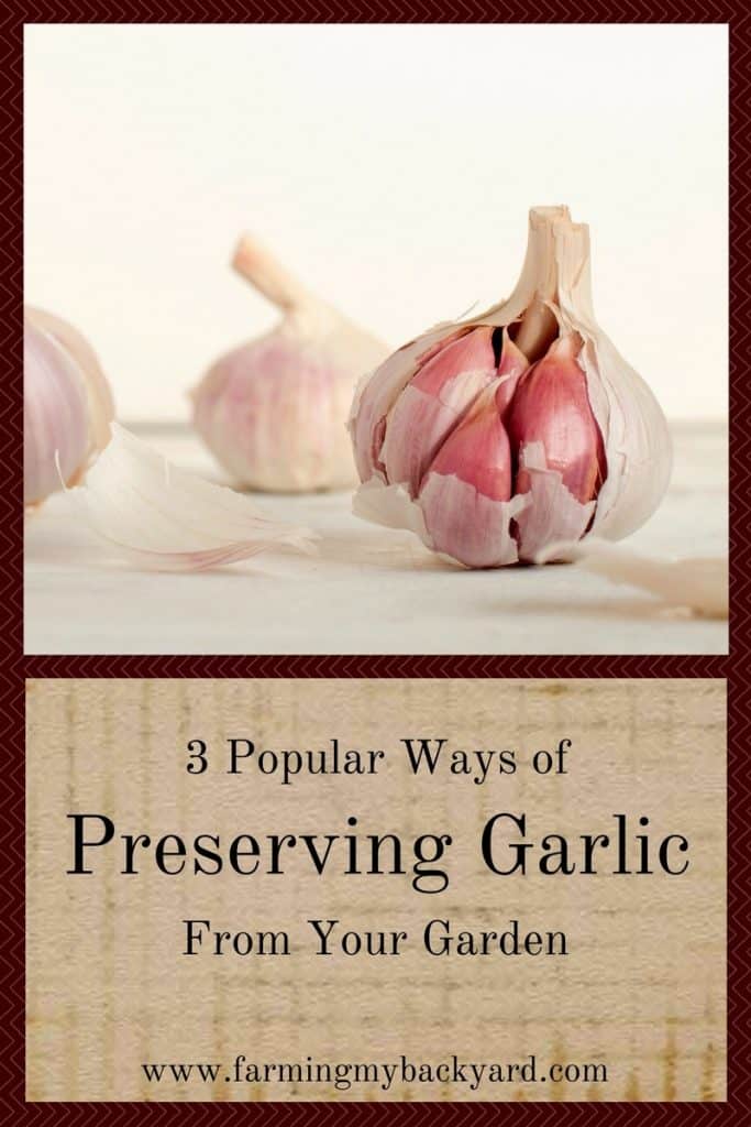 3 Popular Ways of Preserving Garlic From Your Garden